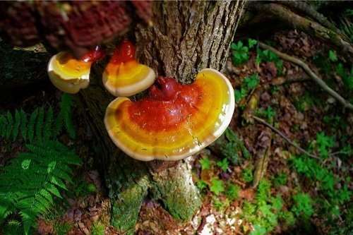 Reishi mushroom growing on a hemlock tree in the forest