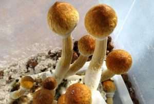 blue meanie mushrooms in a container