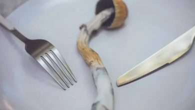 Photo of Introduction to Shroom Edibles