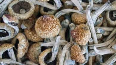 Photo of Can You Smoke Shrooms?