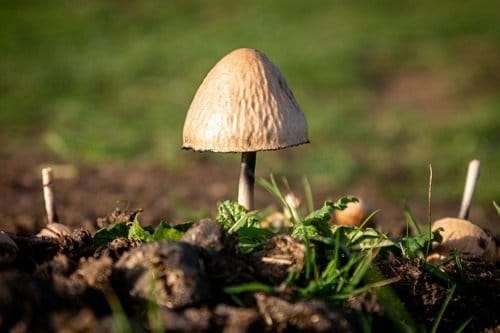 a Panaeolus mushroom on the ground