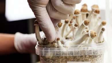 Photo of How Fast Do Mushrooms Grow?