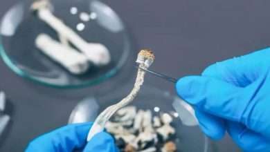 Photo of How to Prepare for Shrooms? Things You Should Know Before Taking Magic Mushrooms