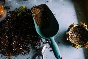 soil-used-for-cultivting-magic-mushrooms
