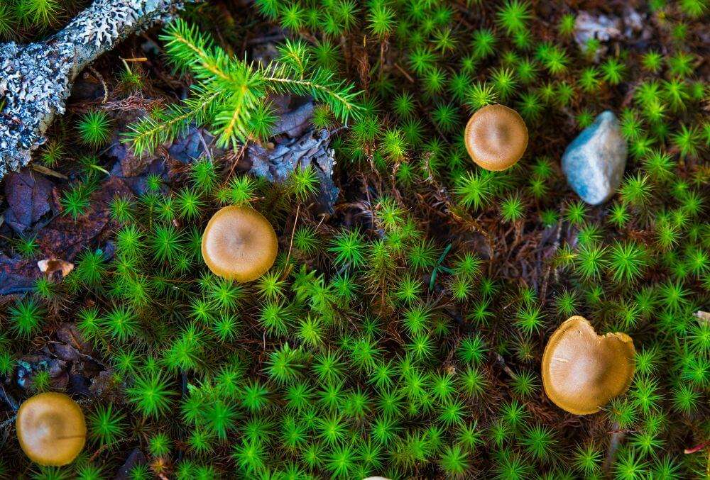 Small, brown magic mushrooms planted in the forest