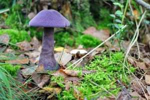 Blue foot mushroom