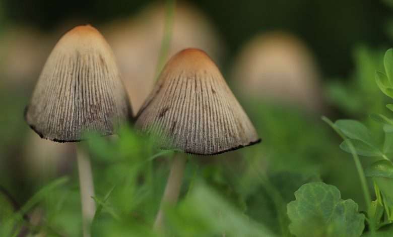 Psilocybe Mexicana