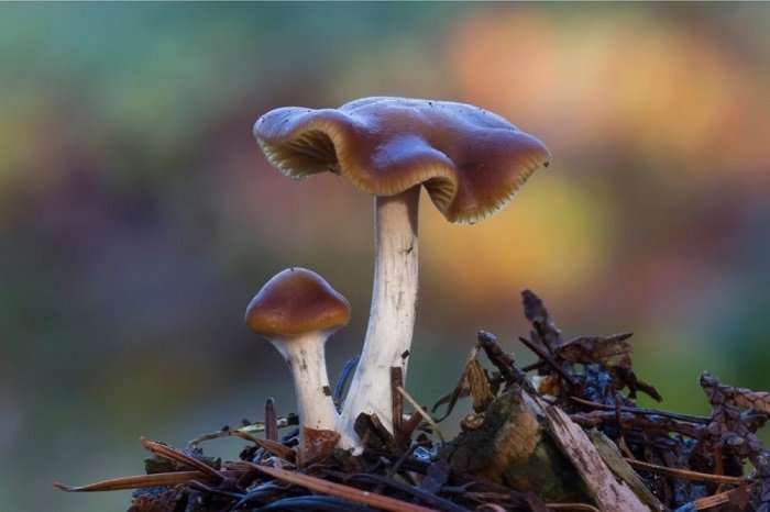 Brown Psilocybe Cyanescens