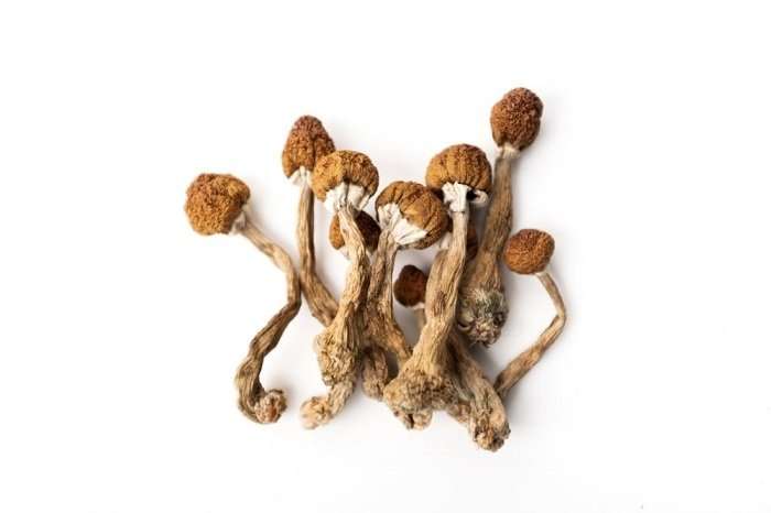 dried psilocybin mushrooms