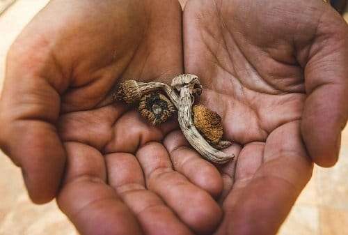 dried shrooms on two hands