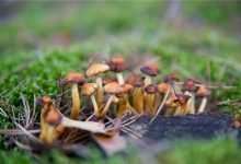 Photo of Exploring the Treasure Coast Shroom Strain: from Discovery to Cultivation