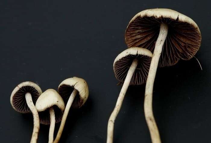 Psilocybe semilanceata magic mushrooms
