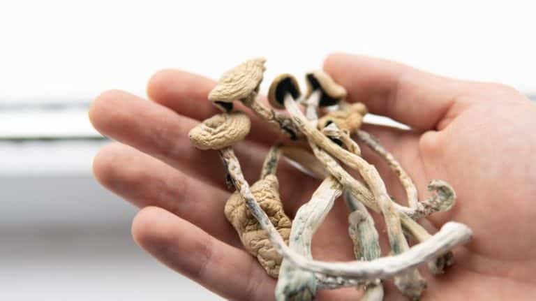 buying dried magic mushroom in hand