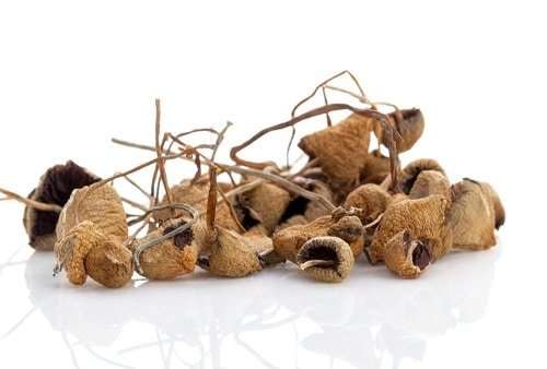 cluster of dried magic mushrooms