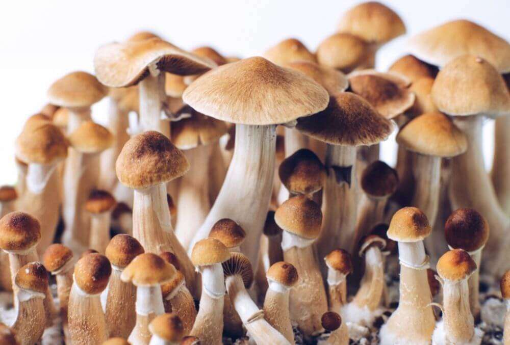 a cluster of Psilocybe cubensis