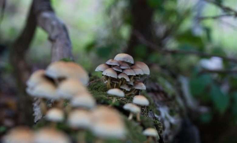 Magic mushroom growing in the forest