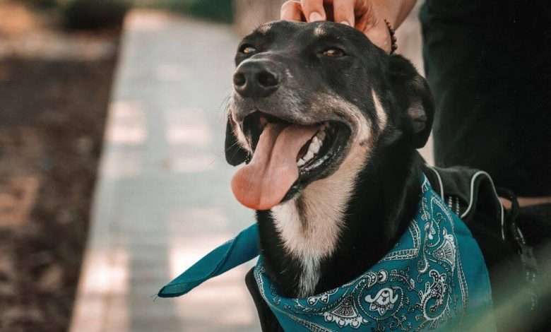 owner petting black dog with bandana