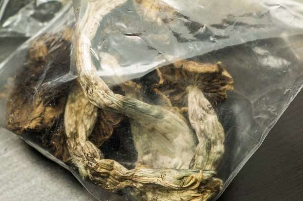 dried magic mushroom sealed tight in a zip lock