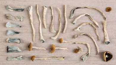 Photo of Psilocybin Mushrooms of the World Pt. 1 Types of Magic Mushrooms