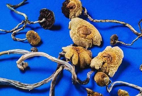 dried mexican magic mushrooms