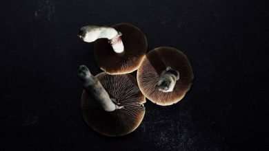 Photo of News Update: The Current Situation on Psychedelic Mushrooms in Ohio