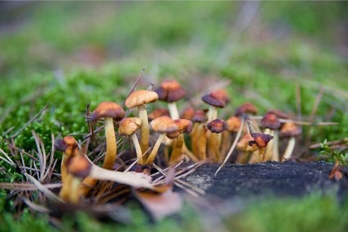 psilocybe cubensis mushroom on the ground