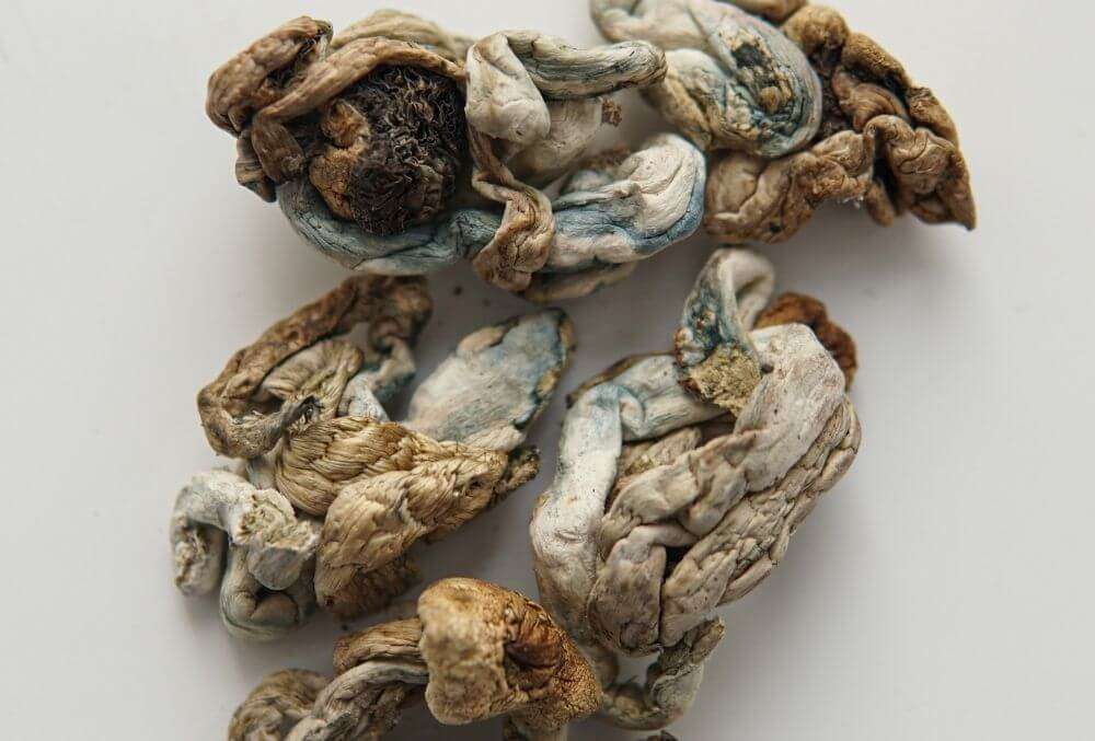 dried magic mushrooms close up view