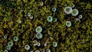 Photo of Rebalancing the Mind and Body: Magic Mushrooms & Altering Brain Chemicals