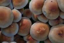 Photo of The Mystery of Creeper Shroom: A Beginners Guide to Creeper Mushroom Spore Syringe