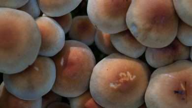 Photo of The Mystery of Creeper Shroom: A Beginners Guide to Creeper Mushroom Spore Syringe