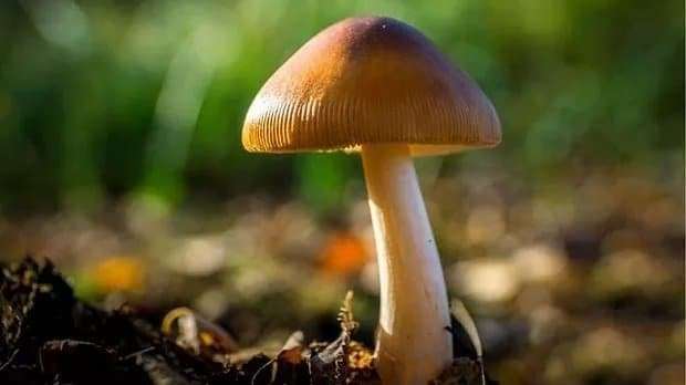 Psilocybe Azurescens
