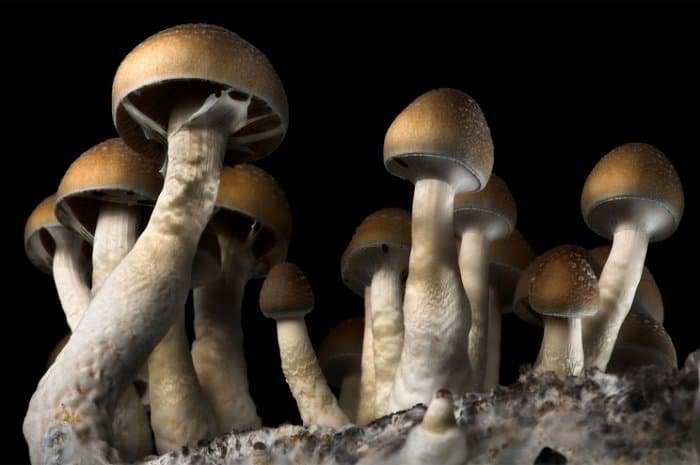 Blue Meanie Mushroom