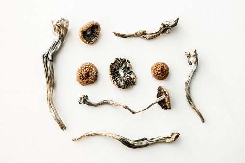 dried magic mushroom