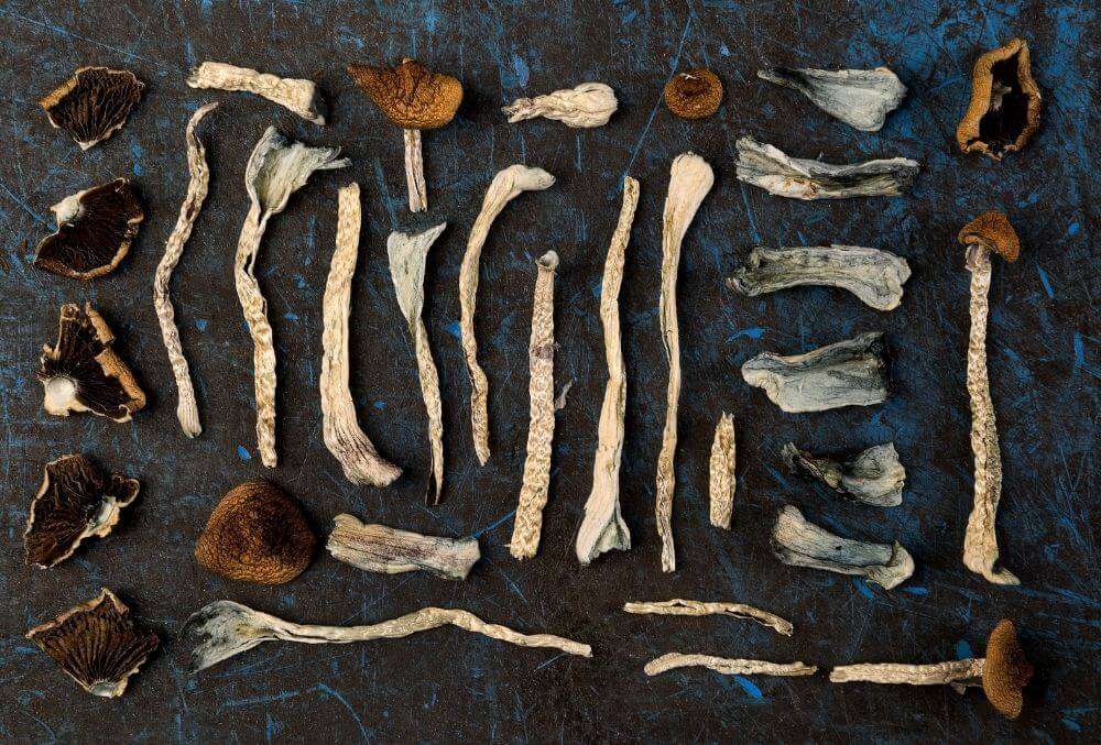 top view of shrooms