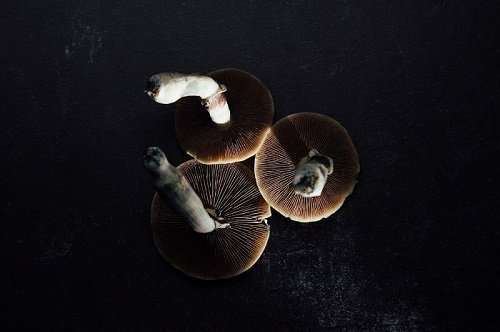 Under the shrooms
