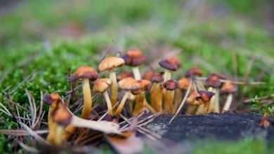 Photo of Exploring the Treasure Coast Shroom Strain: from Discovery to Cultivation