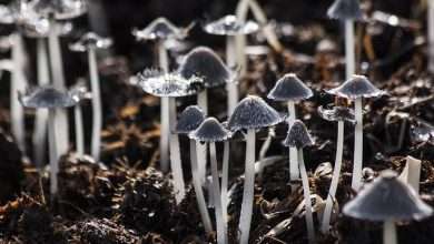 Photo of Can You Die from Shrooms? Identifying Bad Mushrooms from Edible Ones