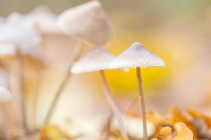 white mushrooms in the field