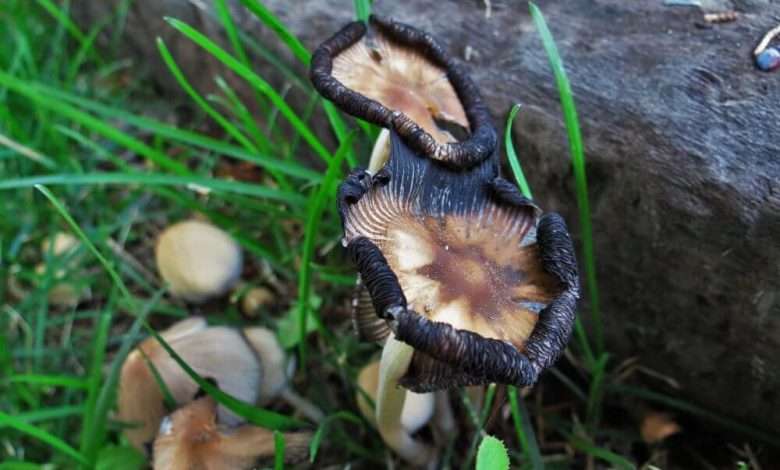 Dark mushroom growing in the forest