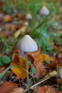 Liberty Cap Mushroom