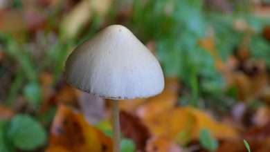 Photo of Psilocybe Semilanceata: Liberty Cap Identification