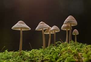 Blue Ringer mushroom