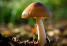 Photo of 6 Most Common Magic Mushroom | Psilocybe Species