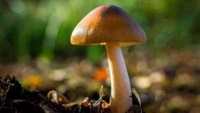 Photo of 6 Most Common Magic Mushroom | Psilocybe Species