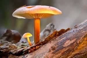 Psilocybe Cyanescens