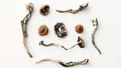 Photo of How Long Are Psychedelic Mushrooms Good For?