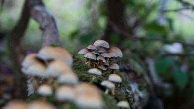 Photo of The Surprising Anti-Inflammatory Benefits of Magic Mushroom