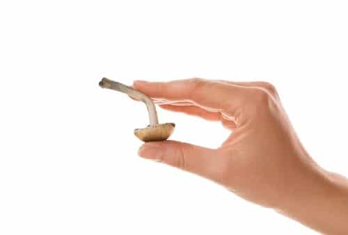 hand holding a piece of magic mushroom