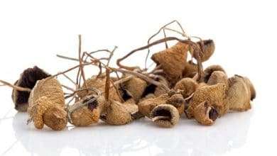 Photo of The Stigma: Why Are Shrooms Illegal?